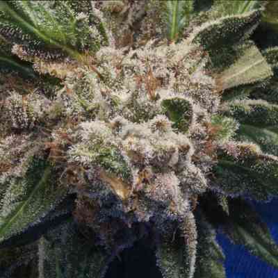 Burmese Kush > T.H. Seeds | Feminisierte Hanfsamen  |  Hybrid